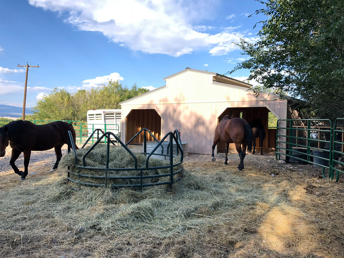 Two horses stand near a round hay feeder in front of a Westerner under a blue sky. A third horse is partially visible entering the barn. Green fencing surrounds the area, and trees are in the background.