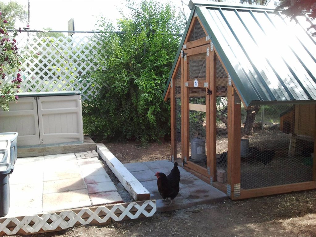 A chicken walks near a small chicken house with a green roof in a backyard. The coop is enclosed with wire mesh. To the left, there is a white storage shed, and lush green plants grow along a lattice fence.